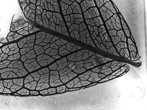 A leaf from Sophora arizonica, the Arizona necklacepod, displays a network of veins that control vital functions of the plant. (Photo by Tuan Cao) A leaf from Sophora arizonica, the Arizona necklacepod, displays a network of veins that control vital functions of the plant. (Photo by Tuan Cao)